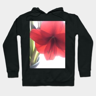 Translucent Amaryllis Hoodie